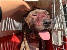 【待認養】混種犬 狗 (男生) - 桃園市動物保護教育園區