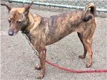 【待認養】混種犬 狗 (女生) - 臺北市動物之家