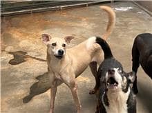 【待認養】混種犬 狗 (女生) - 新北市五股區公立動物之家