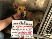 【待認養】混種犬 狗 (女生) - 雲林縣流浪動物收容所