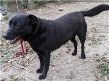 【待認養】混種犬 狗 (女生) - 臺北市動物之家