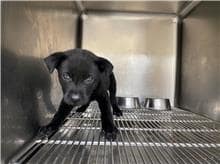 【待認養】混種犬 狗 (男生) - 新竹市動物保護教育園區