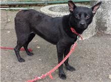 【待認養】混種犬 狗 (女生) - 臺北市動物之家