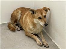 【待認養】混種犬 狗 (女生) - 臺北市動物之家