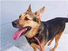 【待認養】混種犬 狗 (男生) - 新竹市動物保護教育園區
