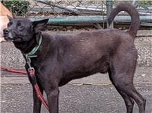 【待認養】混種犬 狗 (男生) - 臺北市動物之家