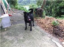【待認養】混種犬 狗 (男生) - 新北市五股區公立動物之家