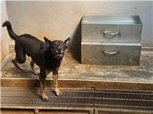 【待認養】混種犬 狗 (男生) - 新北市五股區公立動物之家