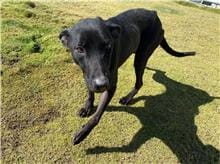 【待認養】混種犬 狗 (女生) - 新竹市動物保護教育園區