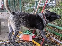 【待認養】混種犬 狗 (女生) - 臺北市動物之家