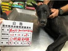 【待認養】混種犬 狗 (女生) - 雲林縣流浪動物收容所
