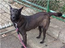 【待認養】混種犬 狗 (女生) - 臺北市動物之家