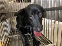 【待認養】混種犬 狗 (男生) - 桃園市動物保護教育園區