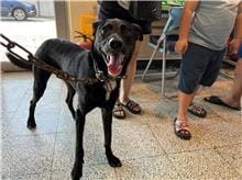 【待認養】混種犬 狗 (男生) - 桃園市動物保護教育園區