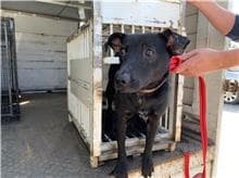 【待認養】混種犬 狗 (男生) - 桃園市動物保護教育園區