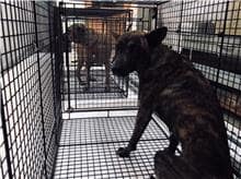 【待認養】混種犬 狗 (女生) - 金門縣動物收容中心