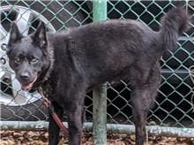 【待認養】混種犬 狗 (男生) - 臺北市動物之家