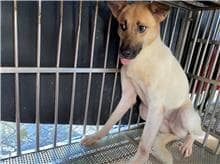 【待認養】混種犬 狗 (女生) - 新北市五股區公立動物之家