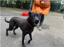 【待認養】混種犬 狗 (女生) - 臺北市動物之家