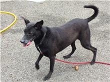 【待認養】混種犬 狗 (男生) - 臺北市動物之家