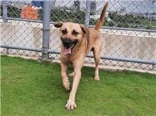 【待認養】混種犬 狗 (男生) - 新竹市動物保護教育園區