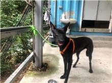 【待認養】混種犬 狗 (女生) - 新北市五股區公立動物之家