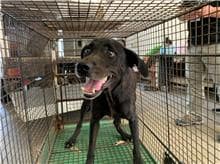 【待認養】混種犬 狗 (女生) - 桃園市動物保護教育園區