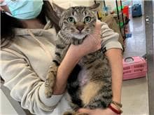 【待認養】混種貓 貓 (女生) - 桃園市動物保護教育園區