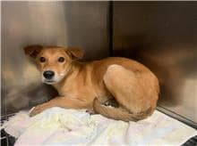 【待認養】混種犬 狗 (男生) - 臺北市動物之家