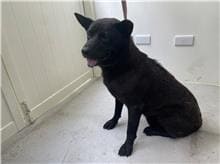 【待認養】混種犬 狗 (男生) - 臺北市動物之家