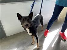 【待認養】混種犬 狗 (男生) - 臺北市動物之家