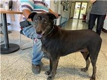 【待認養】混種犬 狗 (男生) - 桃園市動物保護教育園區