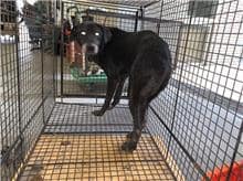 【待認養】混種犬 狗 (男生) - 桃園市動物保護教育園區