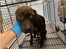 【待認養】比特犬 狗 (女生) - 桃園市動物保護教育園區