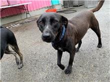 【待認養】混種犬 狗 (女生) - 屏東縣公立犬貓中途之家