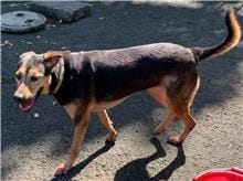 【待認養】混種犬 狗 (女生) - 臺北市動物之家