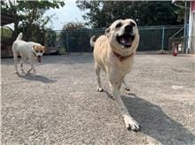 【待認養】混種犬 狗 (女生) - 屏東縣公立犬貓中途之家