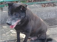 【待認養】混種犬 狗 (男生) - 臺北市動物之家