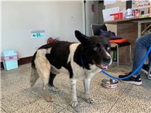 【待認養】混種犬 狗 (男生) - 桃園市動物保護教育園區