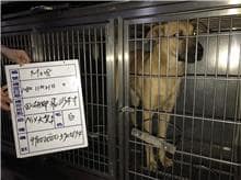 【待認養】混種犬 狗 (女生) - 雲林縣流浪動物收容所