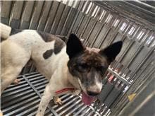 【待認養】混種犬 狗 (男生) - 新北市五股區公立動物之家