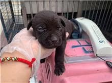 【待認養】混種犬 狗 (男生) - 桃園市動物保護教育園區