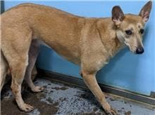 【待認養】混種犬 狗 (女生) - 臺北市動物之家