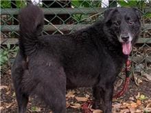 【待認養】混種犬 狗 (男生) - 臺北市動物之家