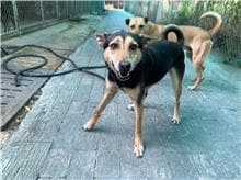 【待認養】混種犬 狗 (女生) - 屏東縣公立犬貓中途之家