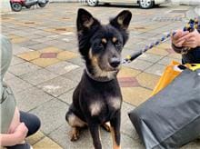 【待認養】混種犬 狗 (男生) - 桃園市動物保護教育園區