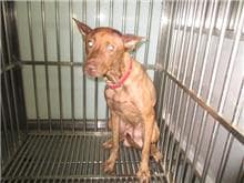 【待認養】混種犬 狗 (女生) - 桃園市動物保護教育園區