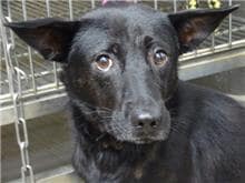 【待認養】混種犬 狗 (男生) - 臺北市動物之家