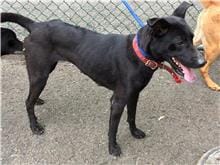 【待認養】混種犬 狗 (女生) - 臺北市動物之家