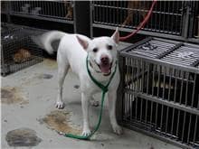 【待認養】混種犬 狗 (男生) - 臺北市動物之家